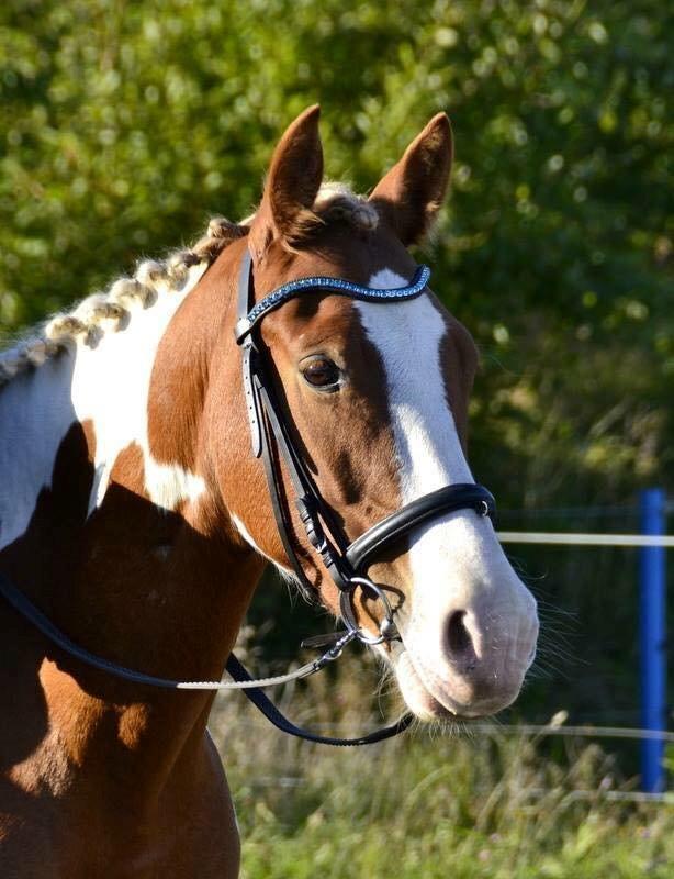 Pinto Amazing Apache billede 10