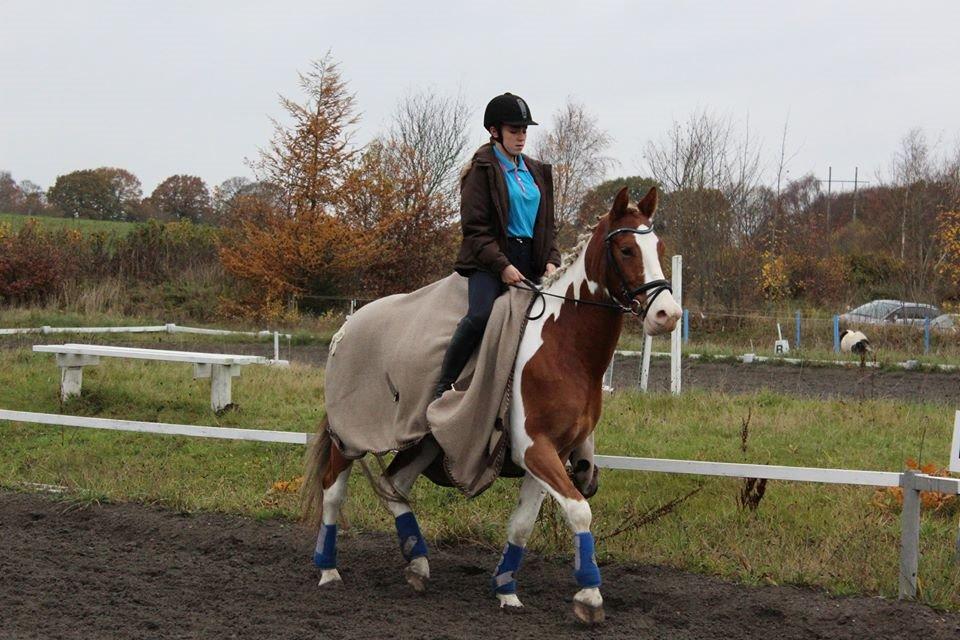 Pinto Amazing Apache billede 12