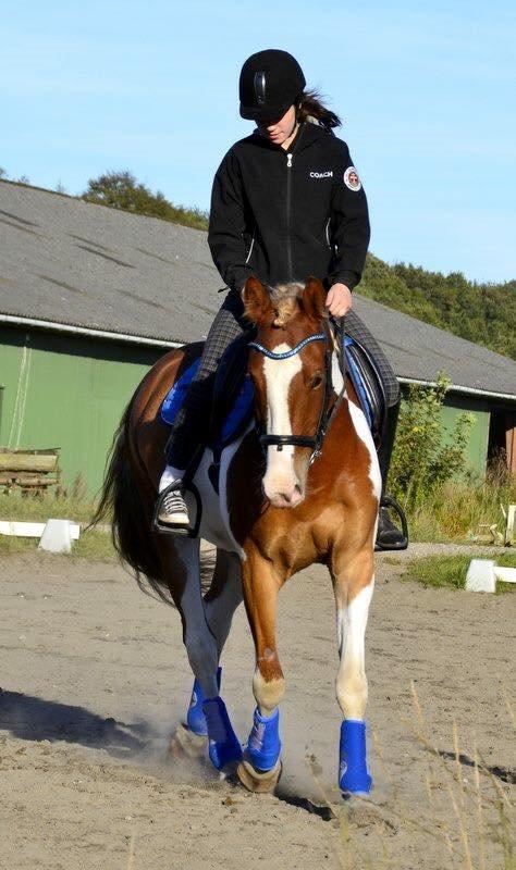 Pinto Amazing Apache billede 11