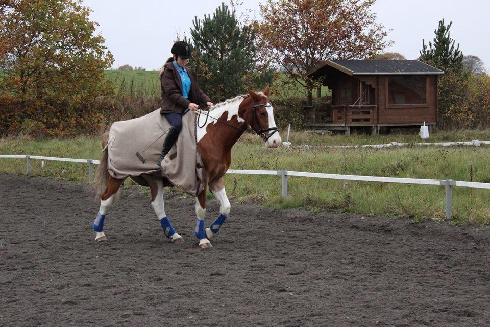 Pinto Amazing Apache billede 14