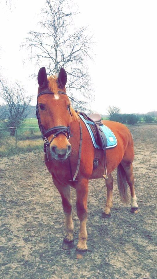 Frederiksborg Felix Landlyst SOLGT billede 1