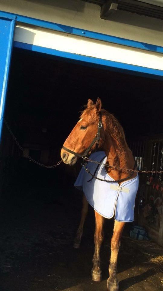 Frederiksborg Felix Landlyst SOLGT billede 3