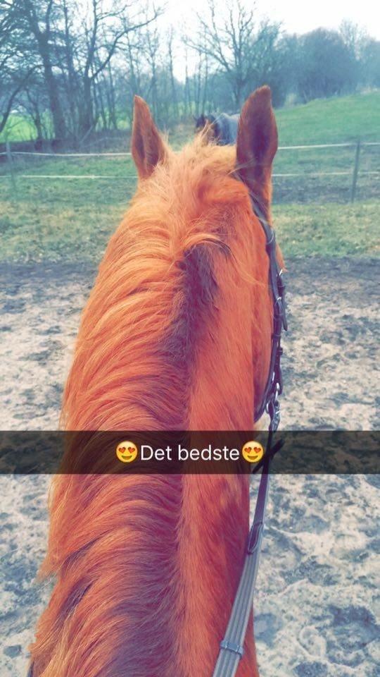 Frederiksborg Felix Landlyst SOLGT billede 2