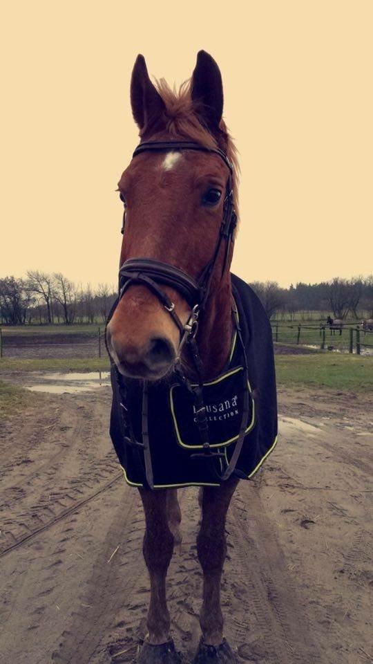 Frederiksborg Felix Landlyst SOLGT billede 4