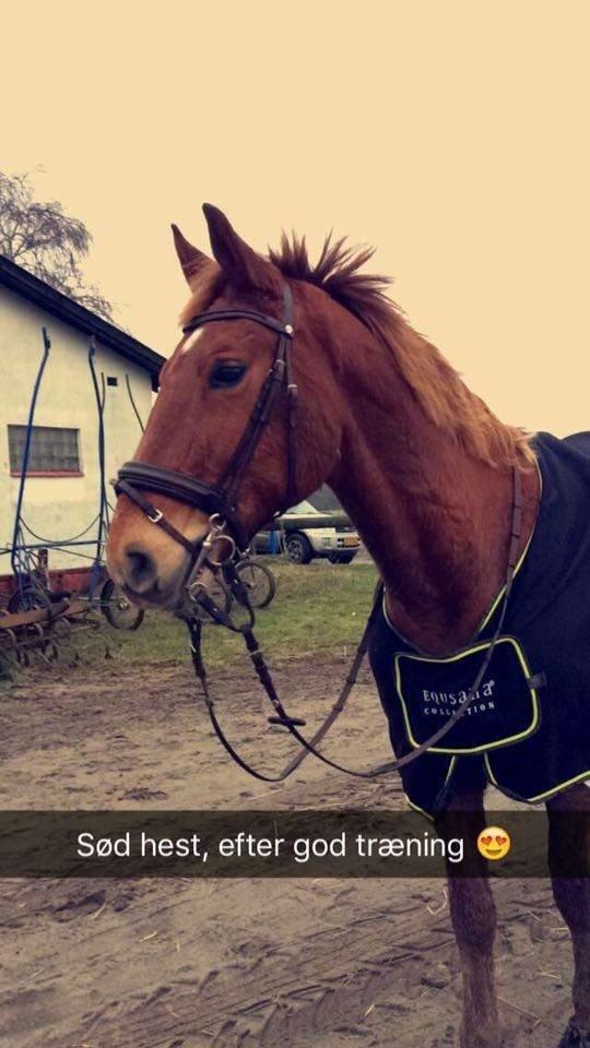 Frederiksborg Felix Landlyst SOLGT billede 6