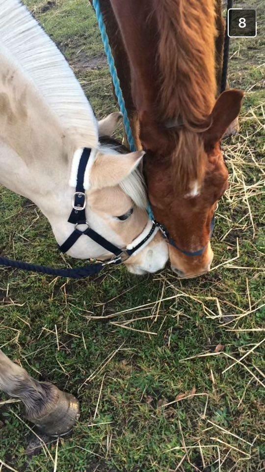 Frederiksborg Felix Landlyst SOLGT billede 5