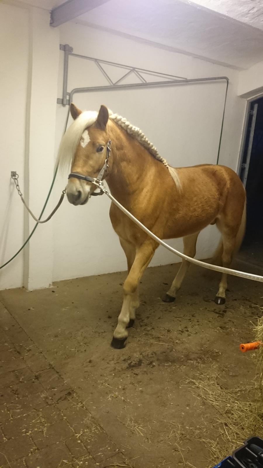 Haflinger Artaud Classwei af Åtte Bjerge - December 2015 billede 13