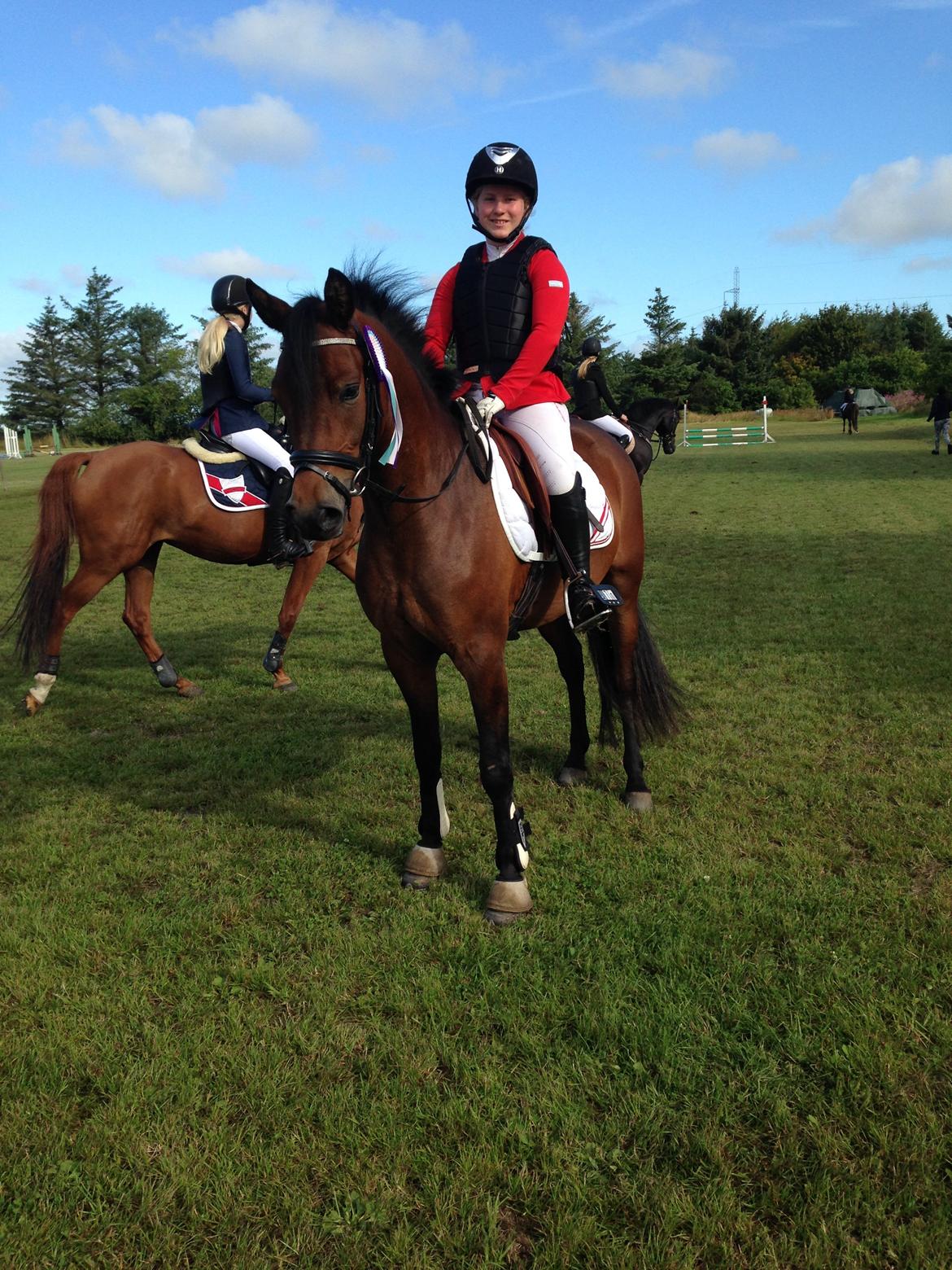 New Forest Vognmandgårdens Bernadotte billede 7