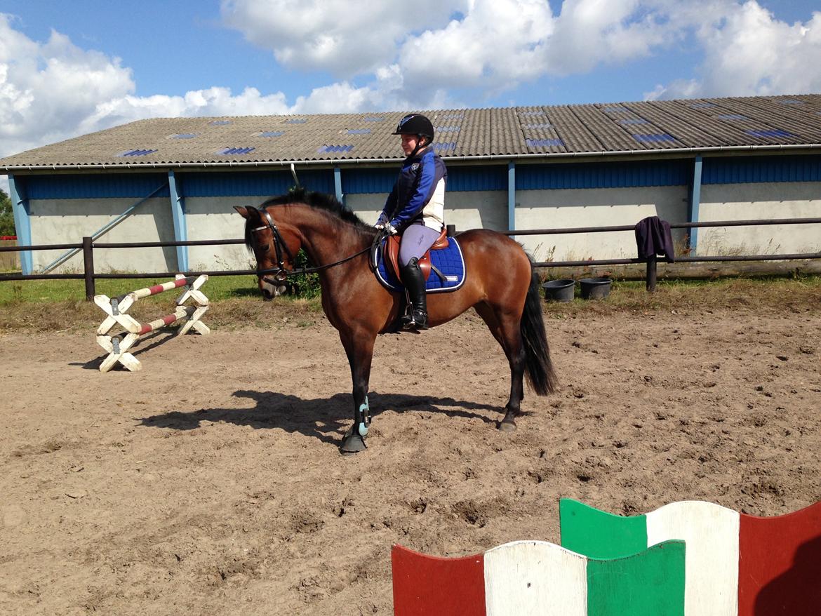 New Forest Vognmandgårdens Bernadotte billede 6