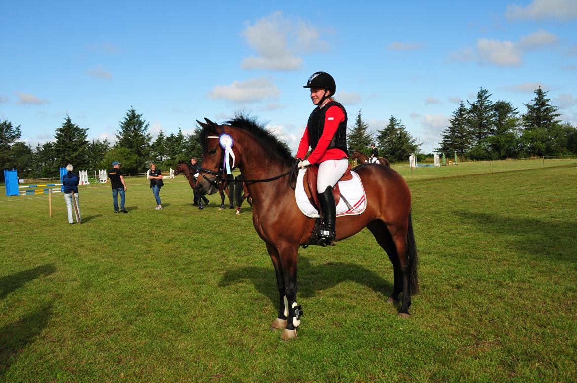 New Forest Vognmandgårdens Bernadotte billede 10