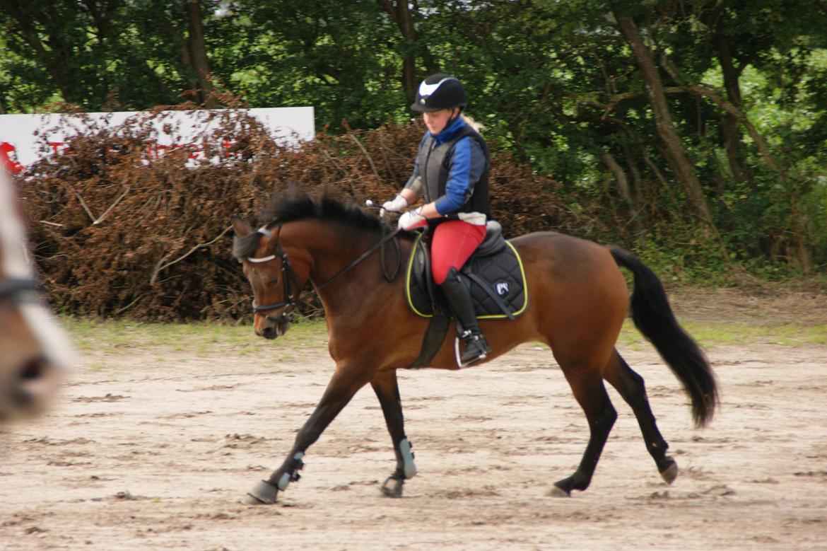 New Forest Vognmandgårdens Bernadotte billede 11