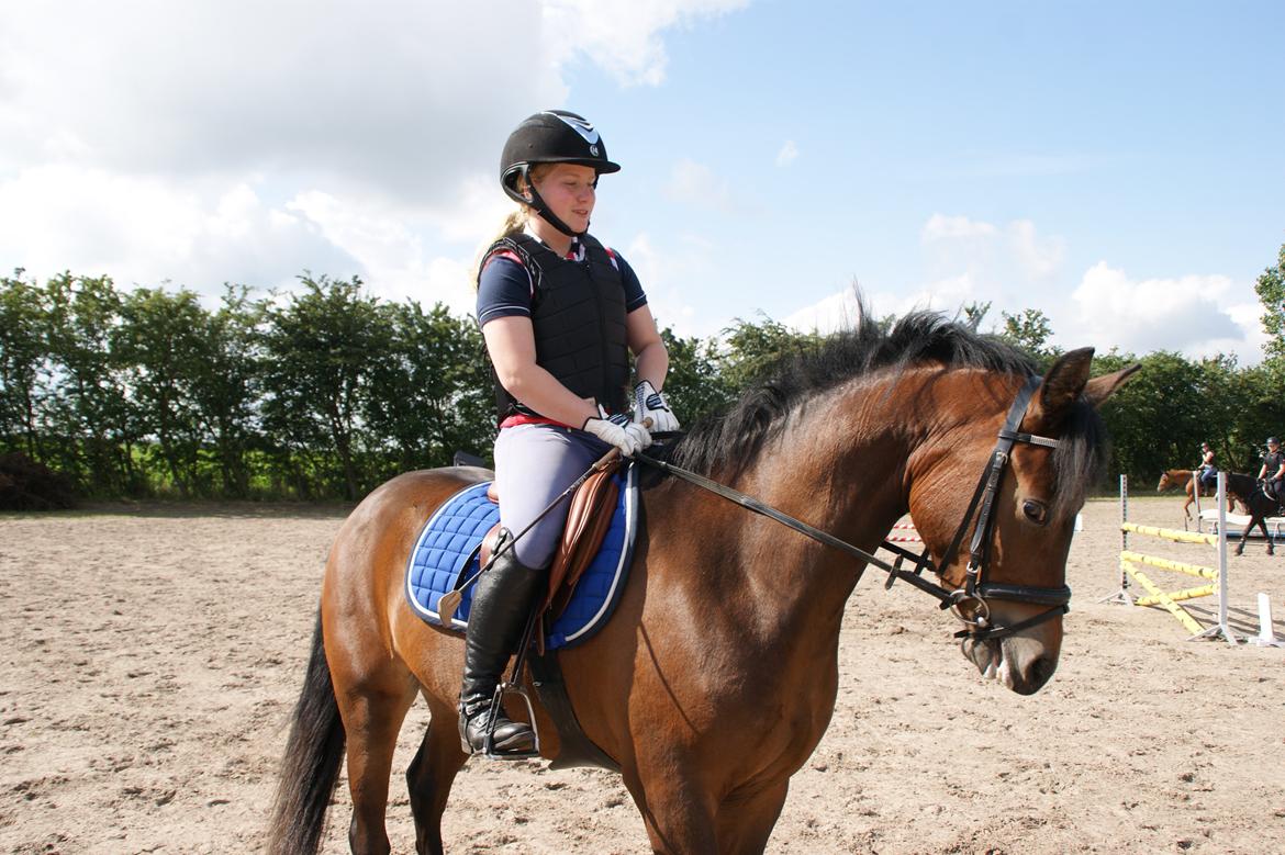 New Forest Vognmandgårdens Bernadotte billede 12