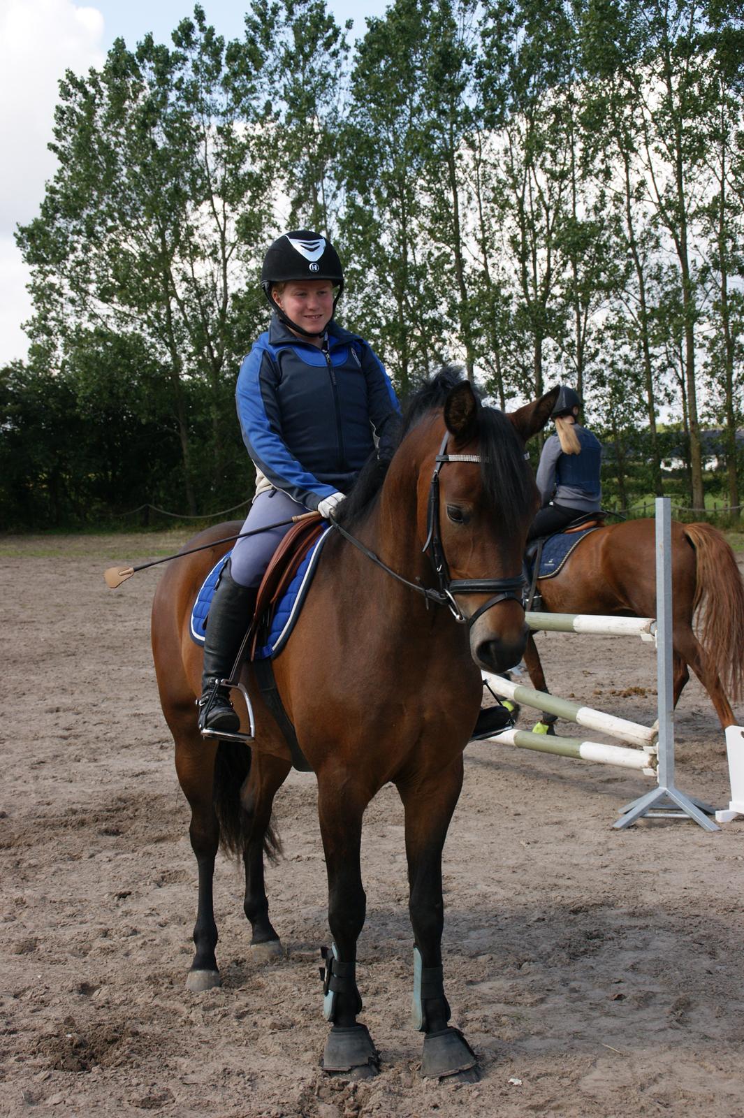 New Forest Vognmandgårdens Bernadotte billede 13