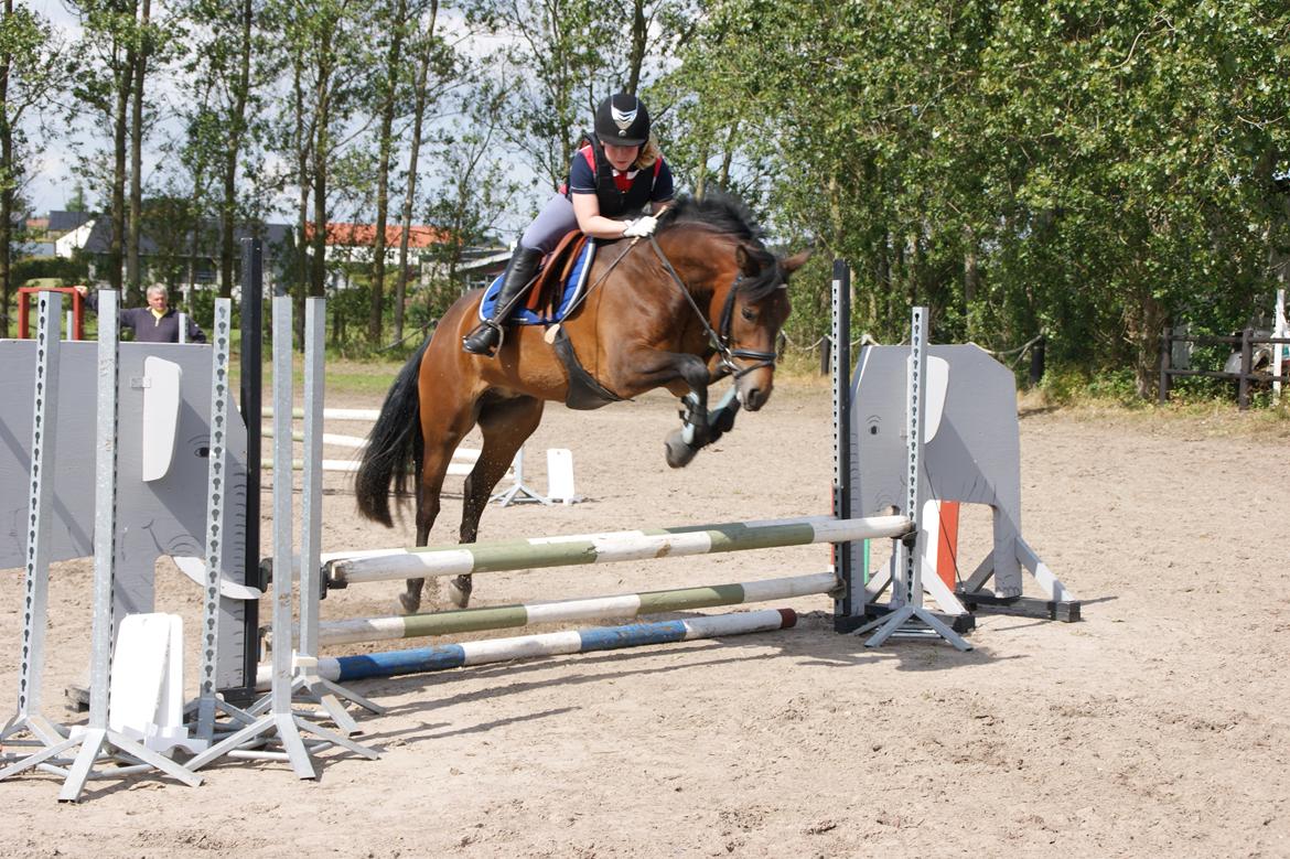 New Forest Vognmandgårdens Bernadotte billede 14