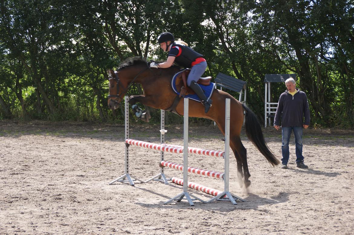 New Forest Vognmandgårdens Bernadotte billede 16