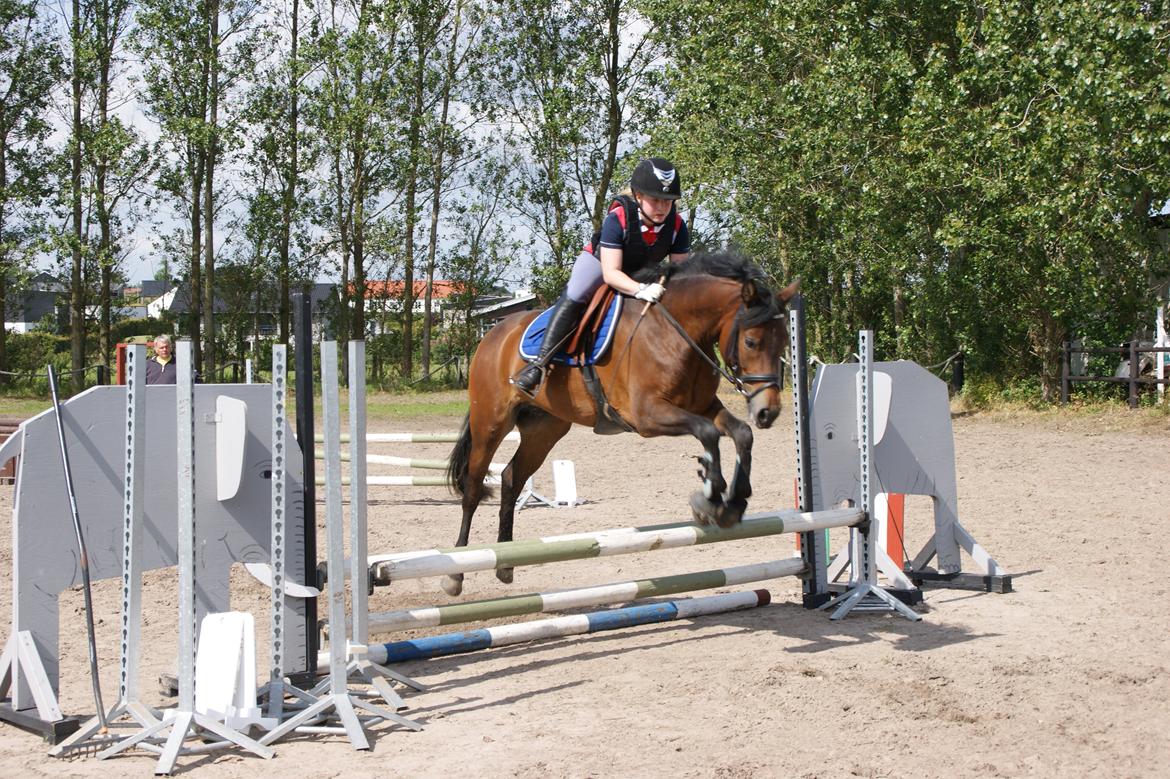 New Forest Vognmandgårdens Bernadotte billede 15