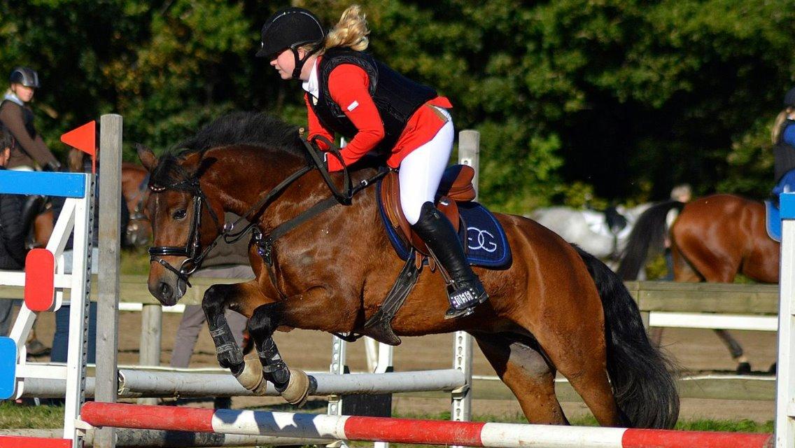 New Forest Vognmandgårdens Bernadotte billede 18