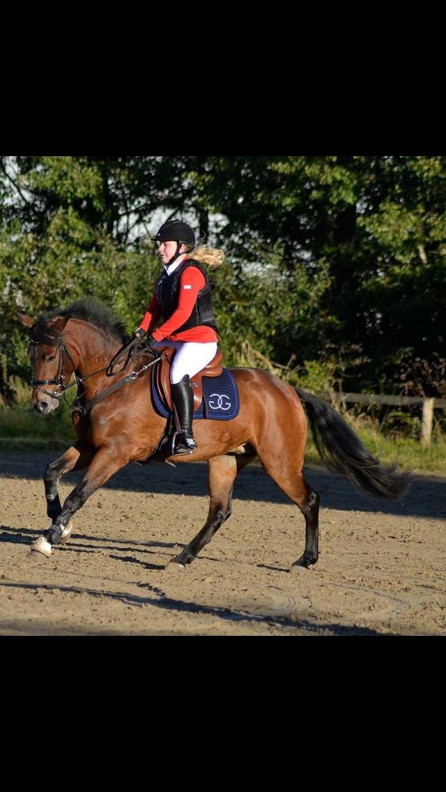 New Forest Vognmandgårdens Bernadotte billede 21