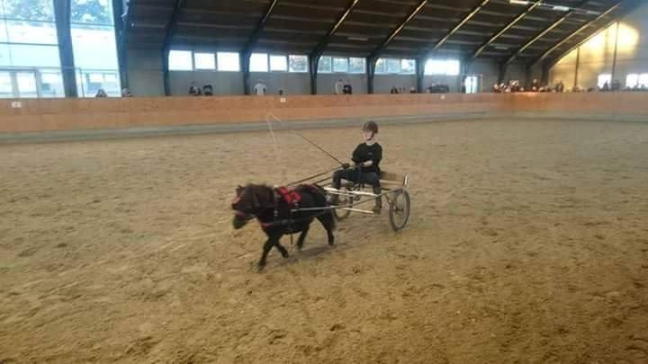Shetlænder Walodias Buller  billede 2