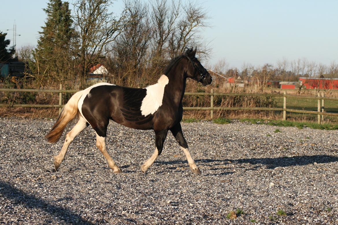 Barockpinto Angelien doortje f stald barok billede 14