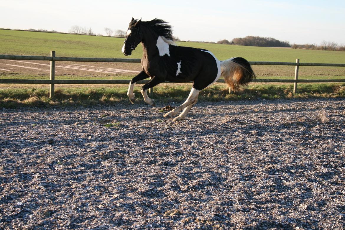 Barockpinto Angelien doortje f stald barok billede 17