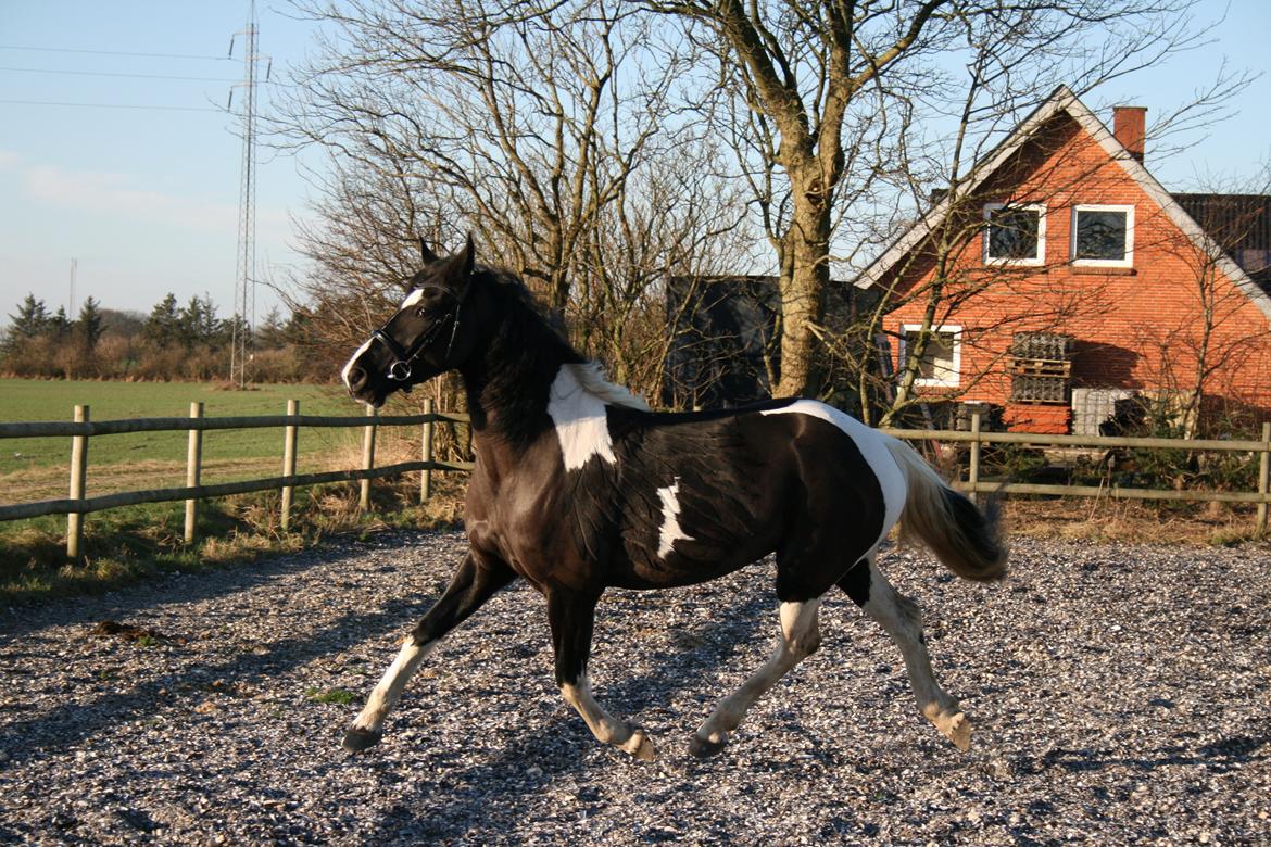 Barockpinto Angelien doortje f stald barok billede 15