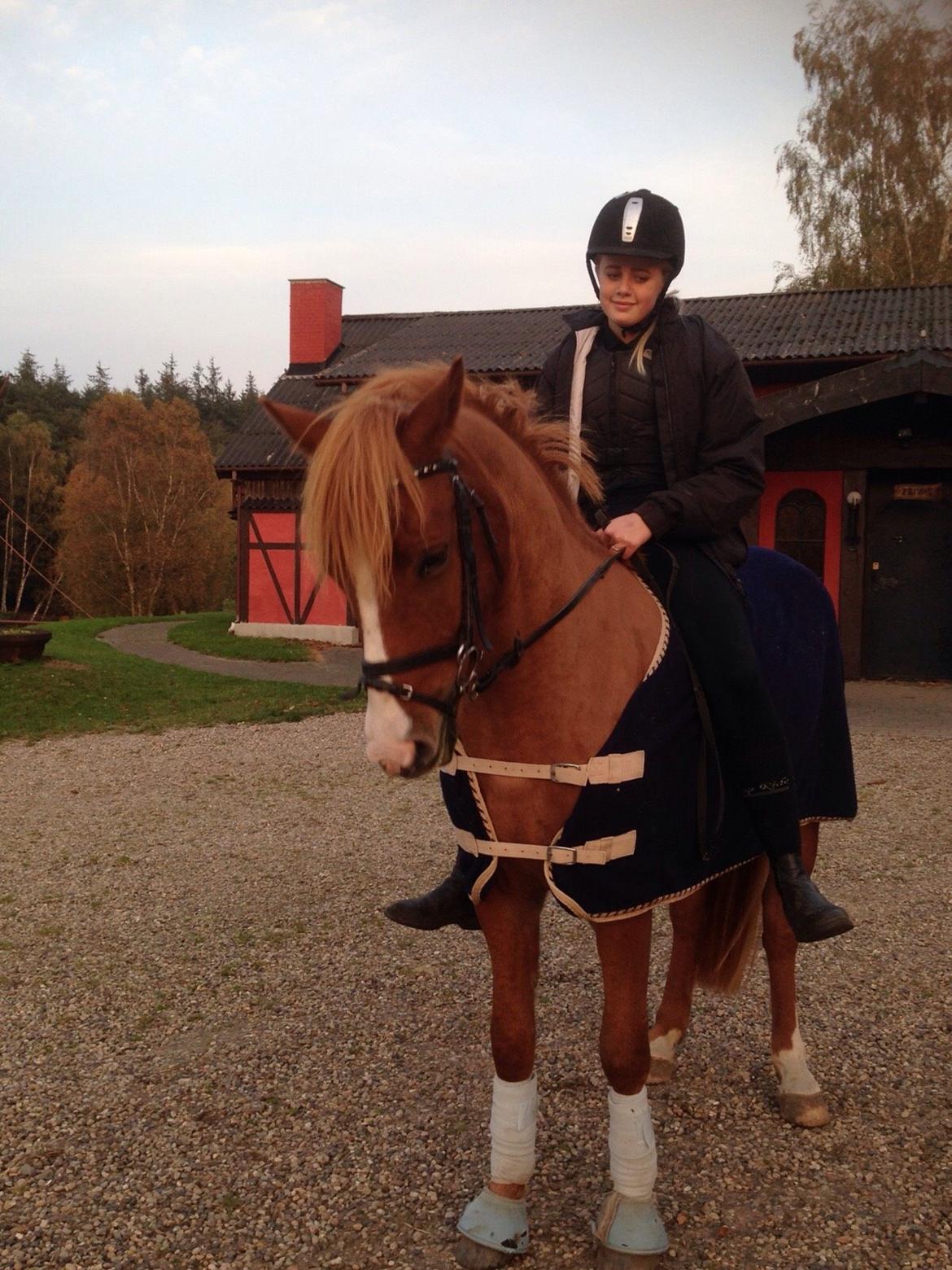 Anden særlig race Nice Suprice billede 1