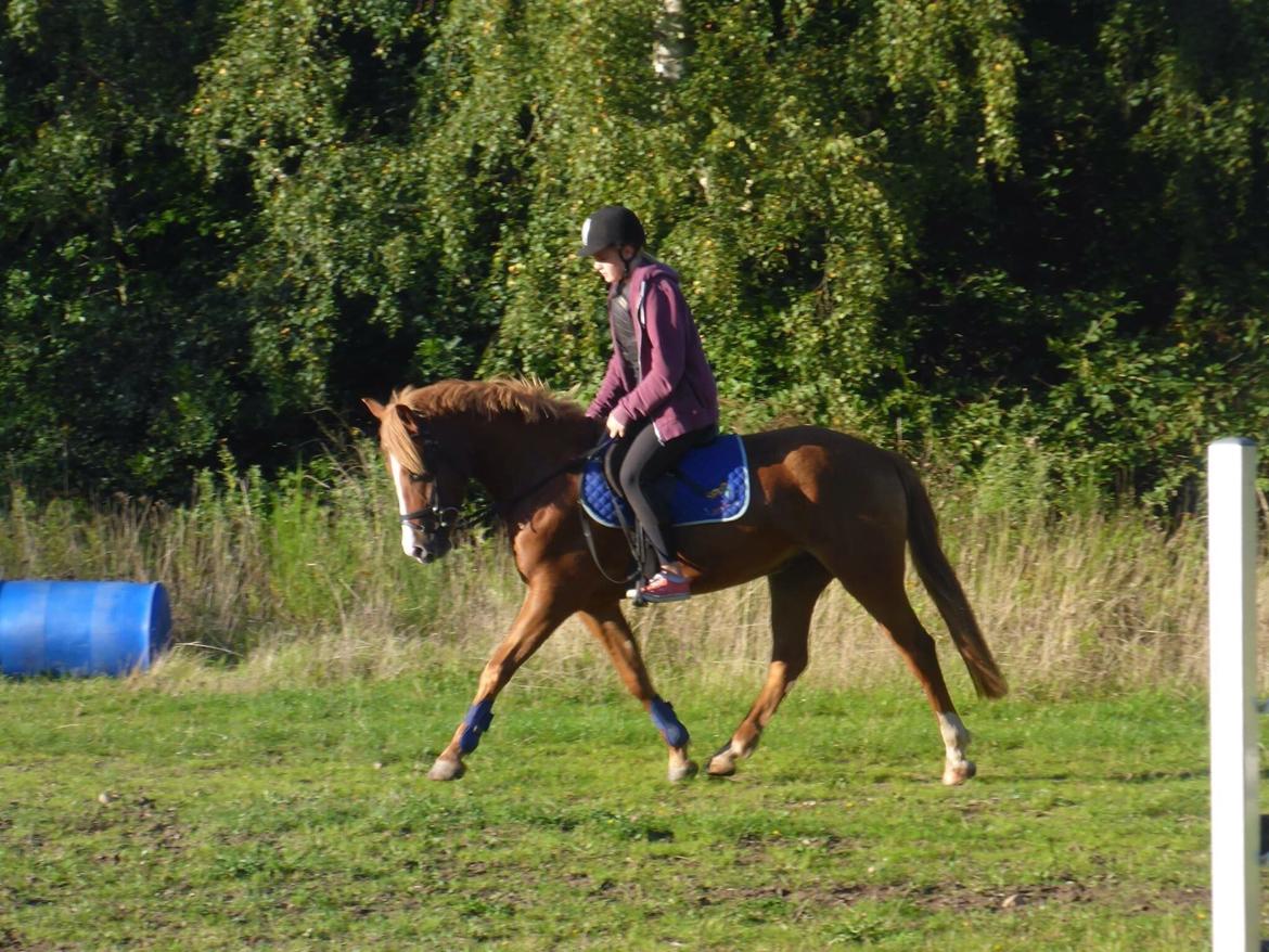 Anden særlig race Nice Suprice billede 2