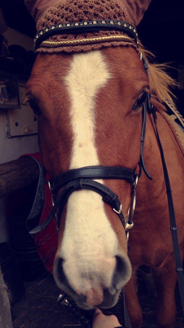 Anden særlig race Nice Suprice billede 3