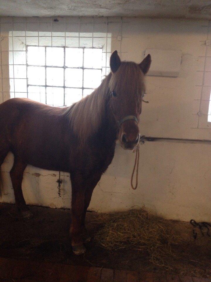 Islænder Pytla fra Anes Minde billede 15