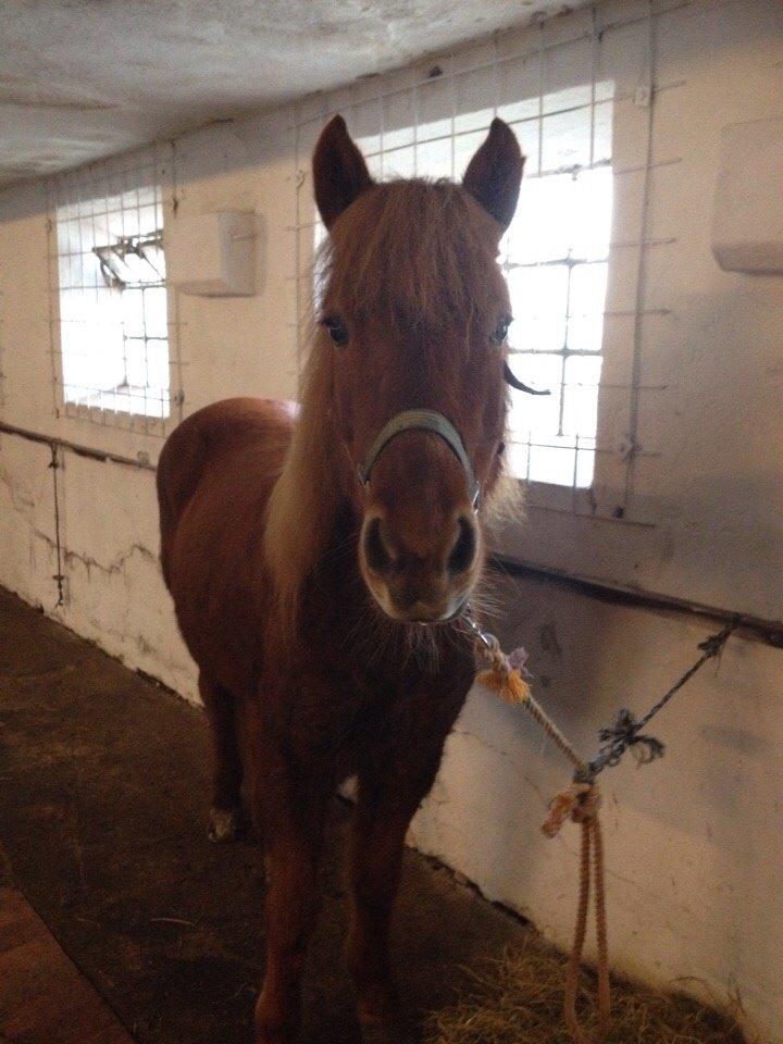 Islænder Pytla fra Anes Minde billede 16