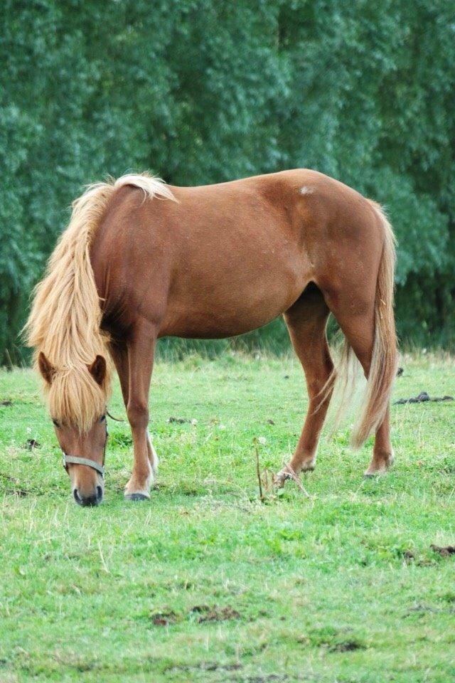 Islænder Pytla fra Anes Minde billede 19