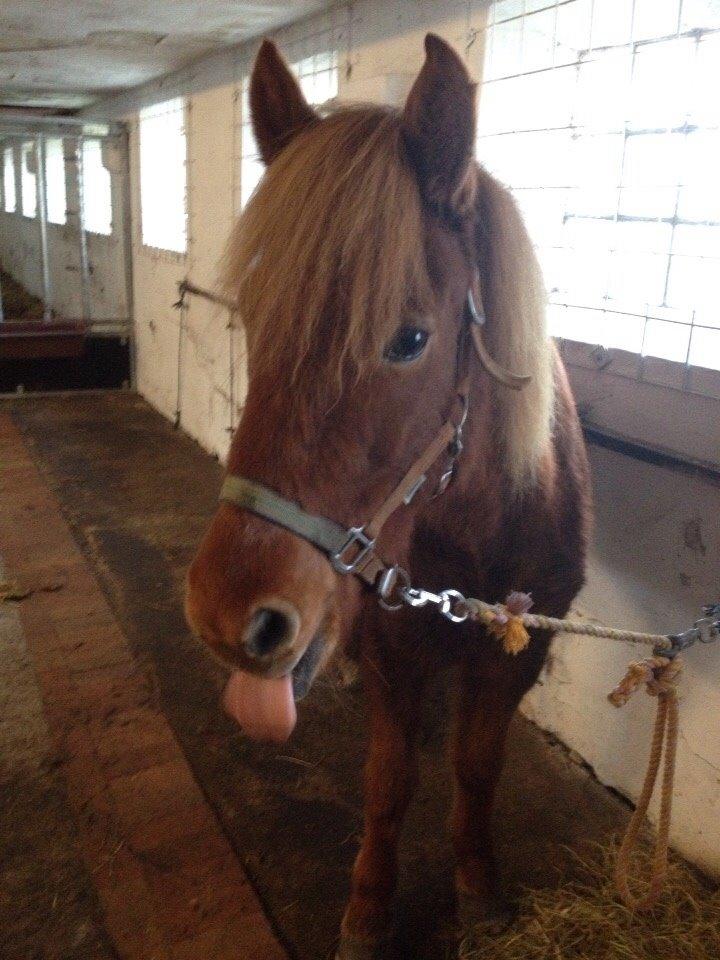 Islænder Pytla fra Anes Minde billede 18