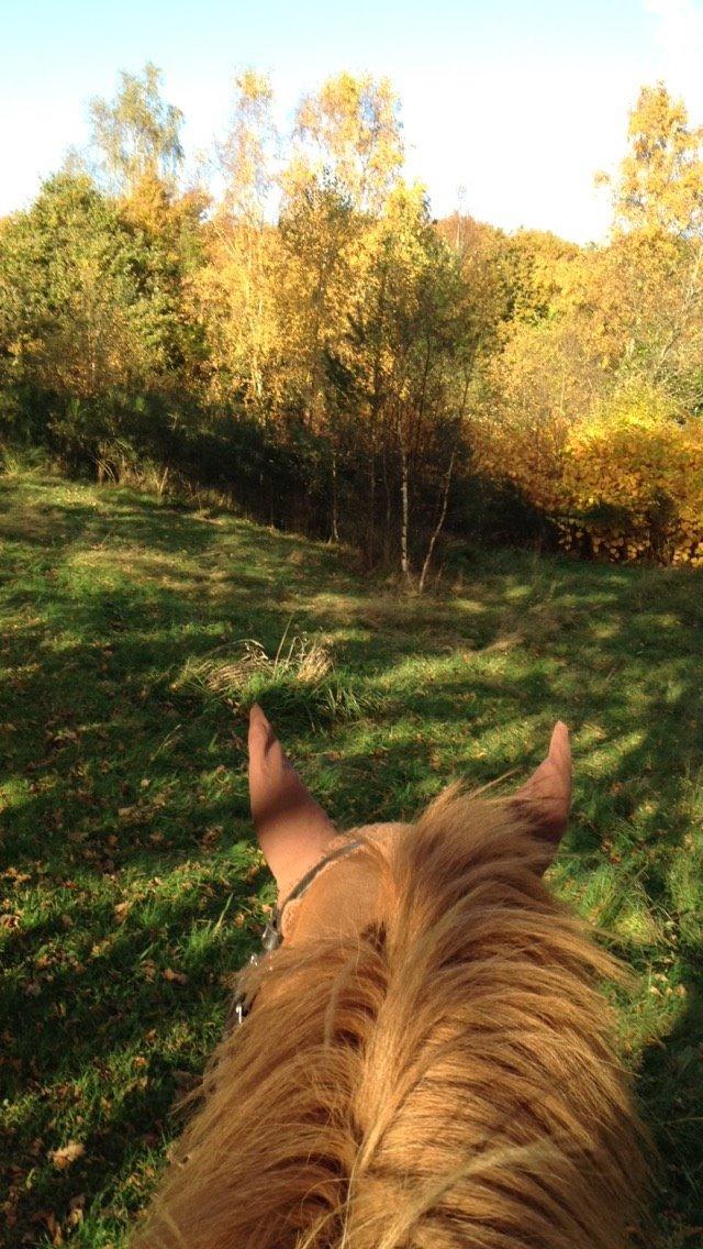 Anden særlig race Nice Suprice billede 5