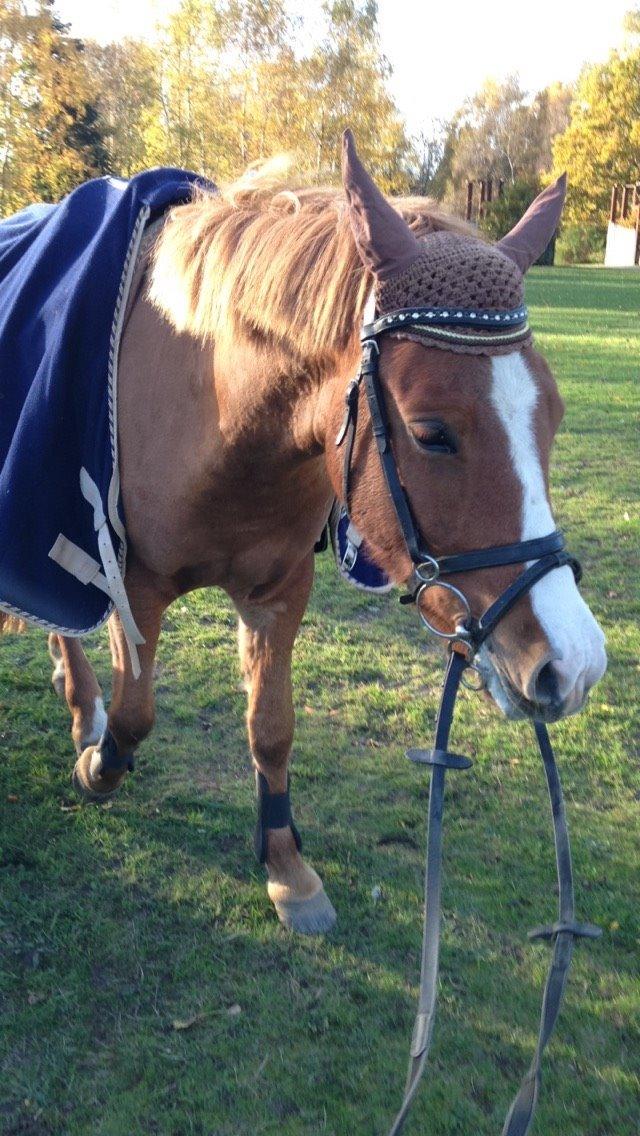 Anden særlig race Nice Suprice billede 6