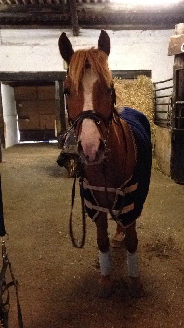 Anden særlig race Nice Suprice billede 7