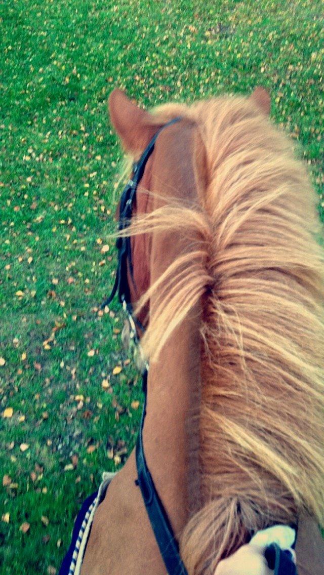 Anden særlig race Nice Suprice billede 8