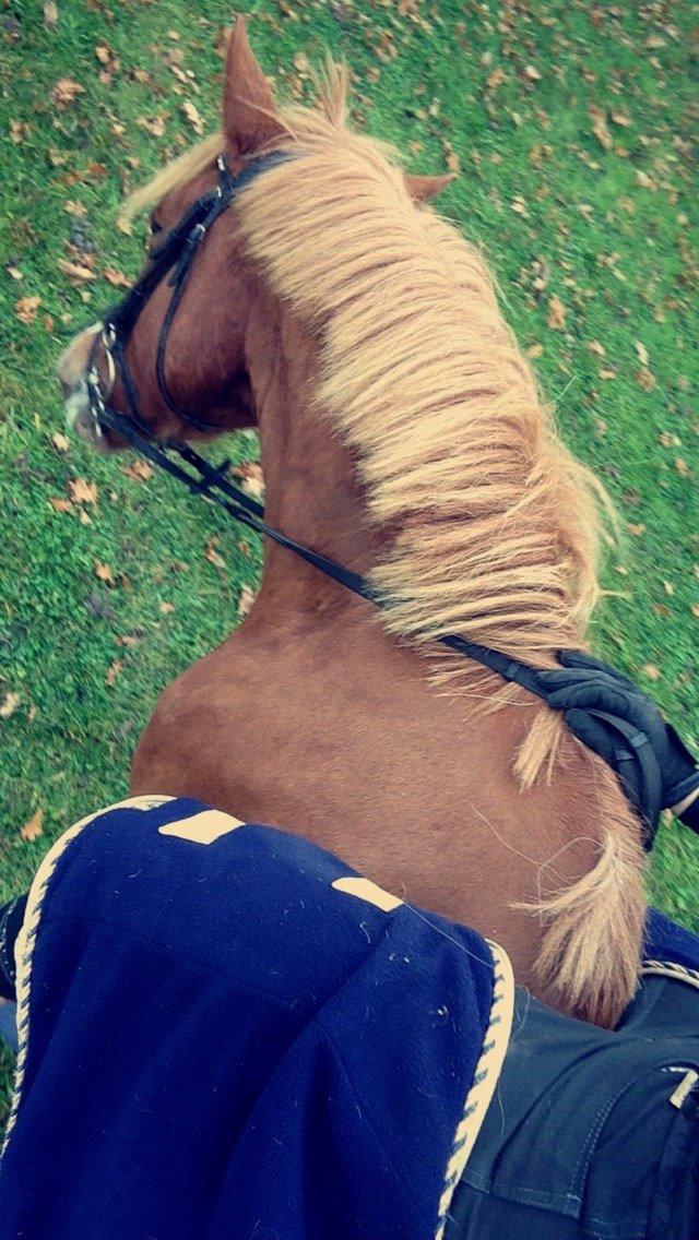 Anden særlig race Nice Suprice billede 9