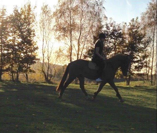 Anden særlig race Nice Suprice billede 10