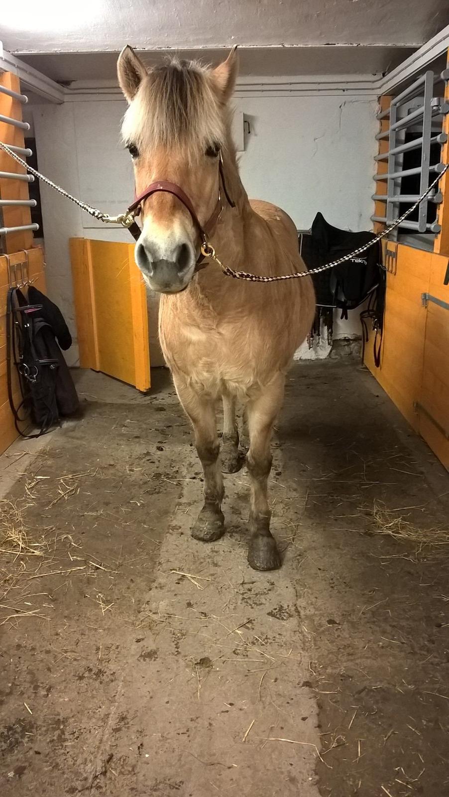 Fjordhest Shavanna  billede 14