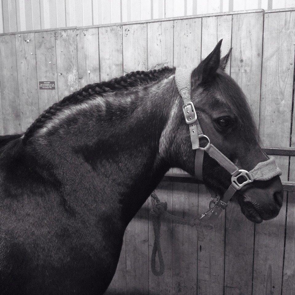 Anden særlig race Flicka billede 1