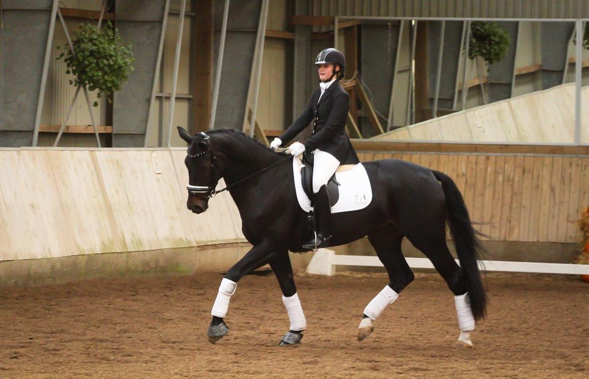 Dansk Varmblod Drisdal's Flying Thyson billede 17