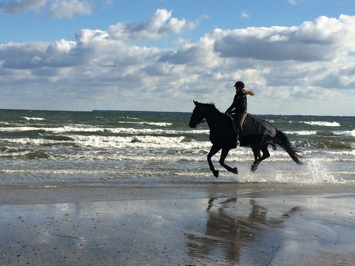 Dansk Varmblod Drisdal's Flying Thyson billede 14