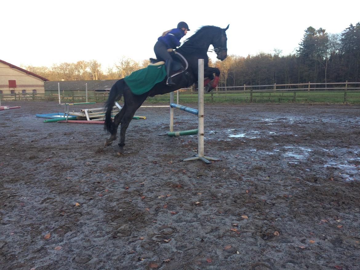 Dansk Varmblod Drisdal's Flying Thyson billede 15