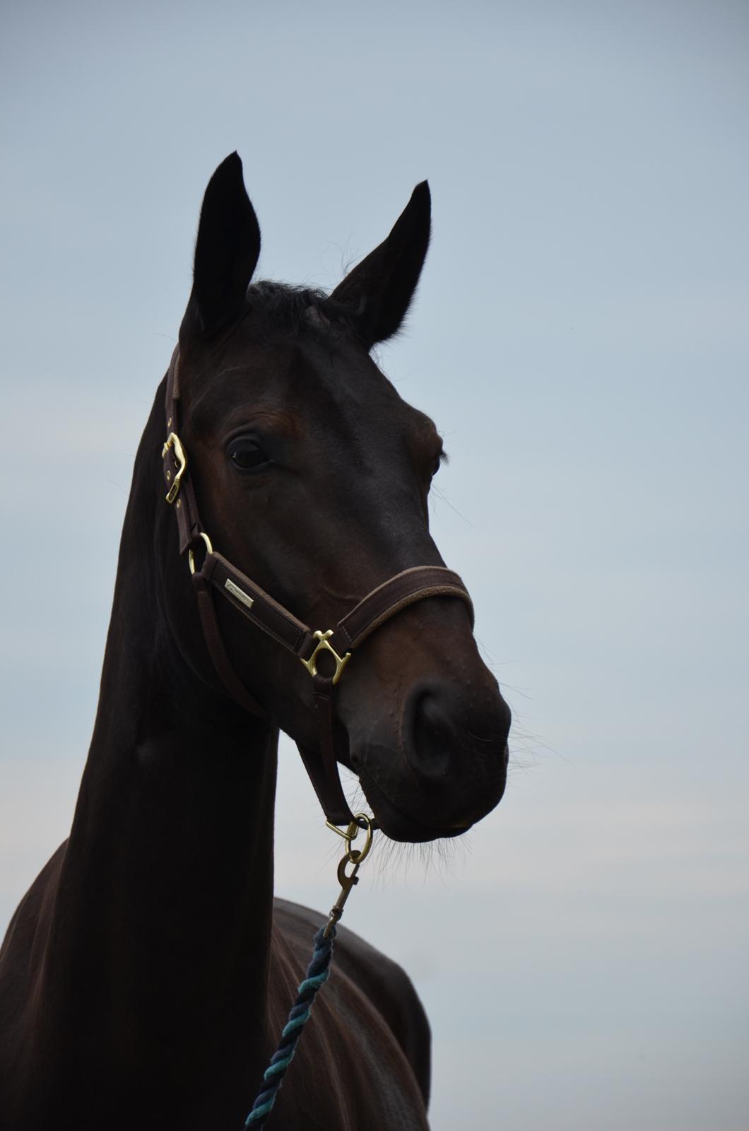 Dansk Varmblod Drisdal's Flying Thyson billede 16