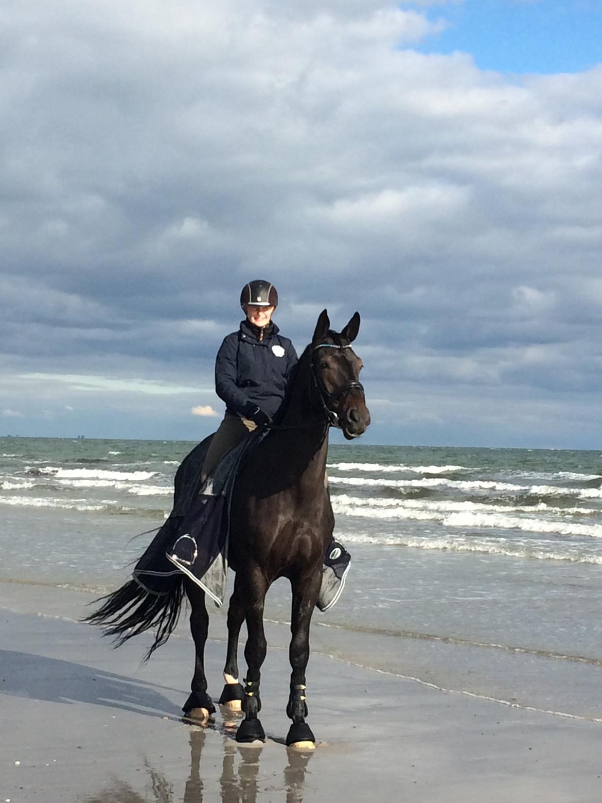 Dansk Varmblod Drisdal's Flying Thyson billede 18