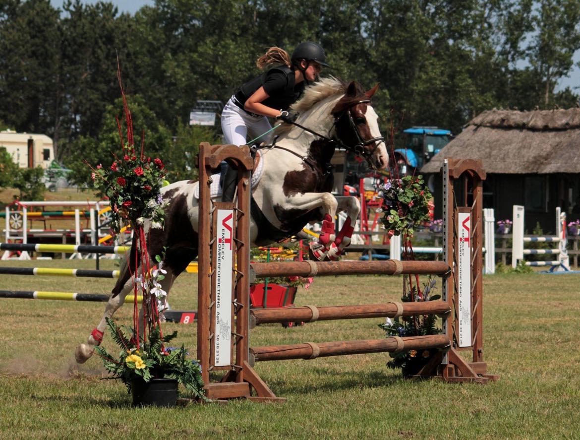 Pinto Schillinggaards monique - LA** 100 cm D4 Horseshow.  2015 billede 15