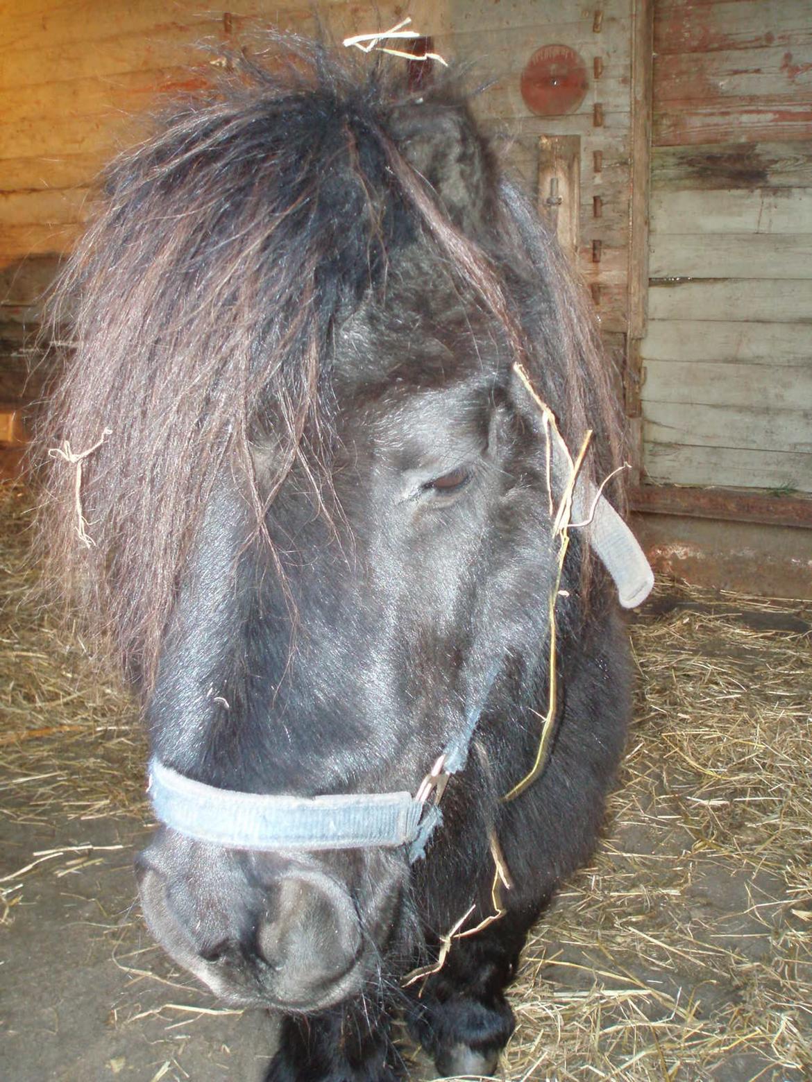 Anden særlig race Buster (Jarl) Sorte ganger - 4 januar 2016 søde Buster billede 6