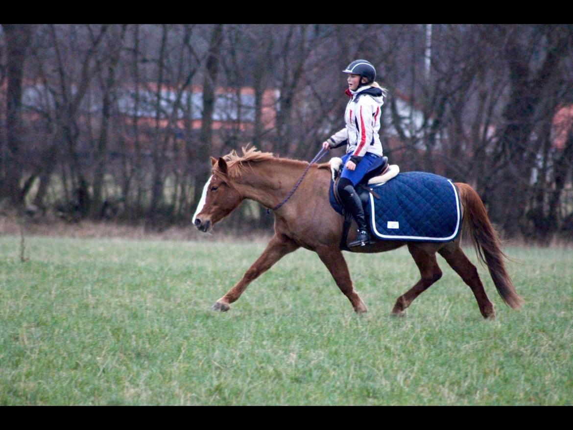 Anden særlig race Eponine!*<3 den bedste pony!<3 billede 22