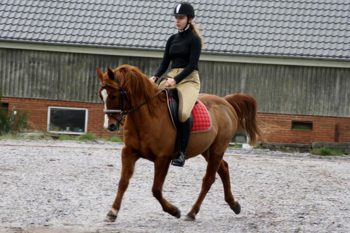 Anden særlig race Forint billede 7